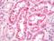 Retinol Binding Protein 4 antibody, orb96208, Biorbyt, Immunohistochemistry paraffin image 