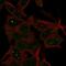 APC Membrane Recruitment Protein 3 antibody, HPA045593, Atlas Antibodies, Immunofluorescence image 