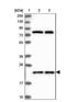 Jupiter Microtubule Associated Homolog 2 antibody, NBP1-88445, Novus Biologicals, Western Blot image 