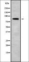 Phospholipase A2 Group IVB antibody, orb338225, Biorbyt, Western Blot image 