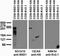 Histone-lysine N-methyltransferase, H3 lysine-36 and H4 lysine-20 specific antibody, 75-280, Antibodies Incorporated, Western Blot image 