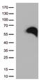 CD27 Molecule antibody, TA812556, Origene, Western Blot image 