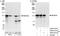 NEDD4 Like E3 Ubiquitin Protein Ligase antibody, A302-514A, Bethyl Labs, Immunoprecipitation image 