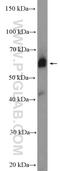 Zinc Finger Protein 169 antibody, 26344-1-AP, Proteintech Group, Western Blot image 