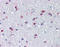 Paired Like Homeodomain 3 antibody, 51-057, ProSci, Immunohistochemistry paraffin image 