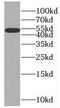 Solute Carrier Family 25 Member 25 antibody, FNab07938, FineTest, Western Blot image 
