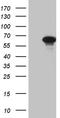Zinc Finger Protein 181 antibody, TA811448, Origene, Western Blot image 
