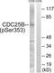 Cell Division Cycle 25B antibody, LS-C198777, Lifespan Biosciences, Western Blot image 