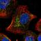 Mitochondrial glutamate carrier 1 antibody, HPA014662, Atlas Antibodies, Immunofluorescence image 