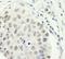 Zinc Finger CCCH-Type Containing 11A antibody, A301-524A, Bethyl Labs, Immunohistochemistry frozen image 