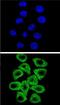 MRG-1 antibody, PA5-23683, Invitrogen Antibodies, Immunofluorescence image 