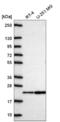 NADH:Ubiquinone Oxidoreductase Subunit A11 antibody, NBP2-58831, Novus Biologicals, Western Blot image 