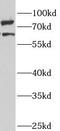 Ankyrin repeat and SAM domain-containing protein 3 antibody, FNab00423, FineTest, Western Blot image 