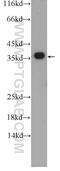 Exosome Component 7 antibody, 25292-1-AP, Proteintech Group, Western Blot image 