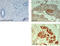 ATP Binding Cassette Subfamily B Member 5 antibody, A02979, Boster Biological Technology, Immunohistochemistry frozen image 