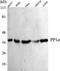 Protein Phosphatase 1 Catalytic Subunit Alpha antibody, STJ98532, St John
