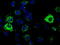 3-Hydroxyisobutyryl-CoA Hydrolase antibody, LS-C115314, Lifespan Biosciences, Immunofluorescence image 