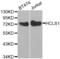 Hematopoietic Cell-Specific Lyn Substrate 1 antibody, abx001777, Abbexa, Western Blot image 