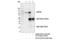 Ubiquitin Specific Peptidase 10 antibody, 8501T, Cell Signaling Technology, Immunoprecipitation image 