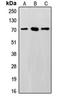 SUMO Specific Peptidase 3 antibody, orb215117, Biorbyt, Western Blot image 
