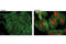 p38 antibody, 8632S, Cell Signaling Technology, Immunofluorescence image 