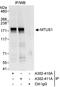 Microtubule-associated tumor suppressor 1 antibody, A302-410A, Bethyl Labs, Immunoprecipitation image 