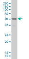 PBX/Knotted 1 Homeobox 1 antibody, LS-C197913, Lifespan Biosciences, Western Blot image 