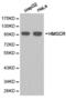 3-Hydroxy-3-Methylglutaryl-CoA Reductase antibody, LS-C192794, Lifespan Biosciences, Western Blot image 