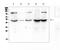 ATF4 antibody, PA5-78832, Invitrogen Antibodies, Western Blot image 