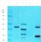 Purinergic Receptor P2Y2 antibody, orb402972, Biorbyt, Western Blot image 