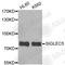 Sialic Acid Binding Ig Like Lectin 5 antibody, A4250, ABclonal Technology, Western Blot image 
