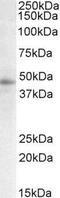 Signal Transducing Adaptor Family Member 2 antibody, GTX88199, GeneTex, Western Blot image 
