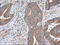 Sorting nexin-9 antibody, LS-C115323, Lifespan Biosciences, Immunohistochemistry paraffin image 