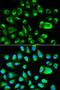 Integrin Subunit Beta 1 antibody, orb338971, Biorbyt, Immunofluorescence image 