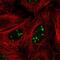 Serum Response Factor Binding Protein 1 antibody, PA5-66139, Invitrogen Antibodies, Immunofluorescence image 