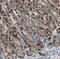 RasGEF Domain Family Member 1B antibody, FNab07130, FineTest, Immunohistochemistry frozen image 