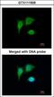 Quinone oxidoreductase PIG3 antibody, GTX111926, GeneTex, Immunofluorescence image 