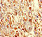 Family With Sequence Similarity 114 Member A2 antibody, CSB-PA878875LA01HU, Cusabio, Immunohistochemistry frozen image 