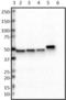 Flotillin 1 antibody, 849803, BioLegend, Western Blot image 