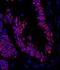 Zinc Finger Protein 326 antibody, IHC-00371, Bethyl Labs, Immunofluorescence image 