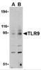 Toll Like Receptor 9 antibody, 3737, ProSci, Western Blot image 