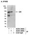 Glucocorticoid receptor antibody, A303-389A, Bethyl Labs, Immunoprecipitation image 