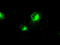 Interferon Regulatory Factor 3 antibody, TA500476, Origene, Immunofluorescence image 