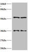 Seryl-TRNA Synthetase antibody, A53977-100, Epigentek, Western Blot image 