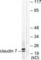 CLDN7 antibody, LS-B7594, Lifespan Biosciences, Western Blot image 