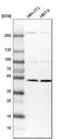 DNA Polymerase Delta 2, Accessory Subunit antibody, HPA026745, Atlas Antibodies, Western Blot image 