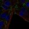 CKLF Like MARVEL Transmembrane Domain Containing 7 antibody, NBP2-57873, Novus Biologicals, Immunofluorescence image 
