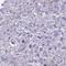 Zinc Finger Protein 682 antibody, HPA055998, Atlas Antibodies, Immunohistochemistry paraffin image 