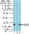 Spi-B Transcription Factor antibody, TA336812, Origene, Western Blot image 