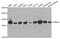 Proteasome subunit alpha type-4 antibody, PA5-76658, Invitrogen Antibodies, Western Blot image 